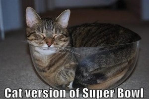 funny-pictures-the-big-game-kittehs-iz-gettin-reddy-teh-sooper-bowl