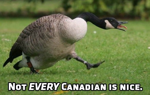 funny-angry-goose-canadian