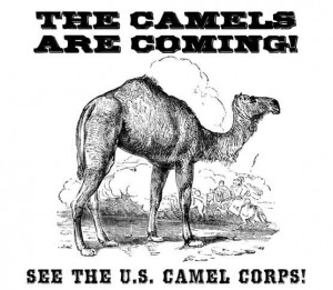 Douglas-the-Camel-Event-Poster-Legal