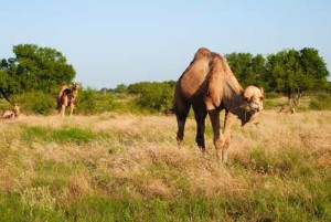Camel in the Wild